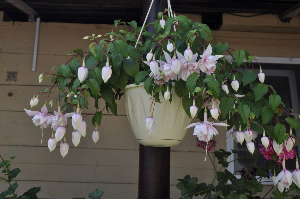 Фуксия Frozen tears в горшках с подвесами