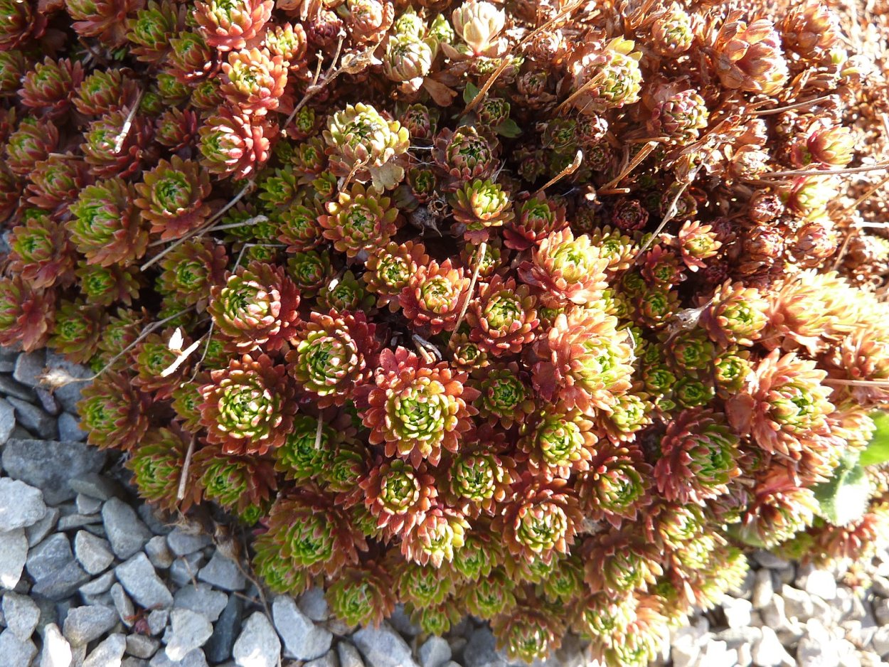 Saxifraga grisebachii