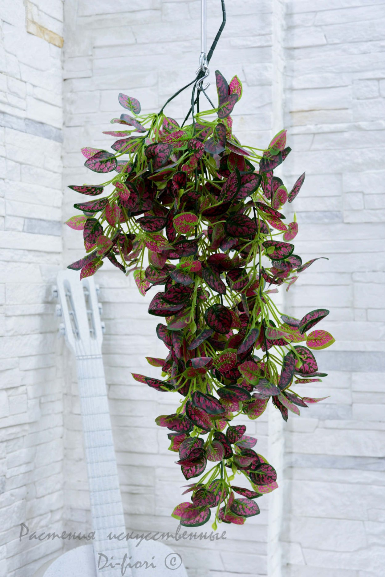 Цветок Шоколадница ампельная