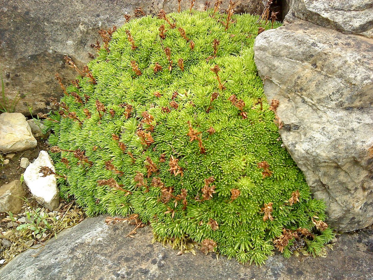 Plant Snow Saxifrage