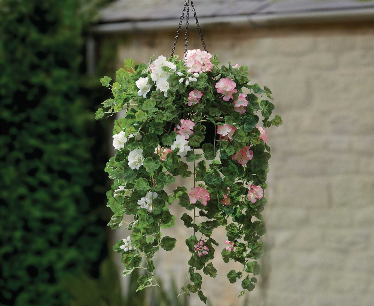 Дихондра с пеларгонией