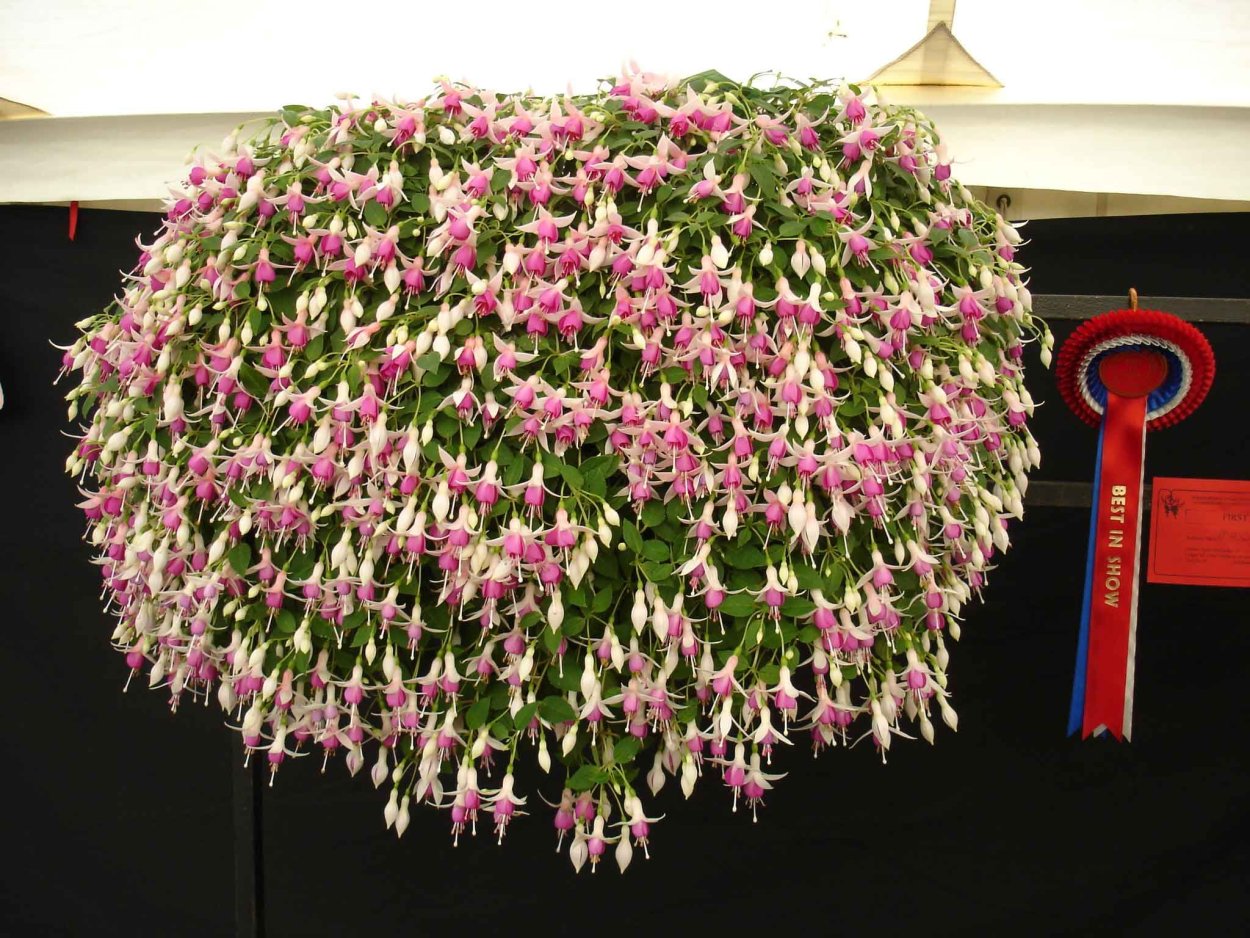 Комнатные цветы ампельные с названиями