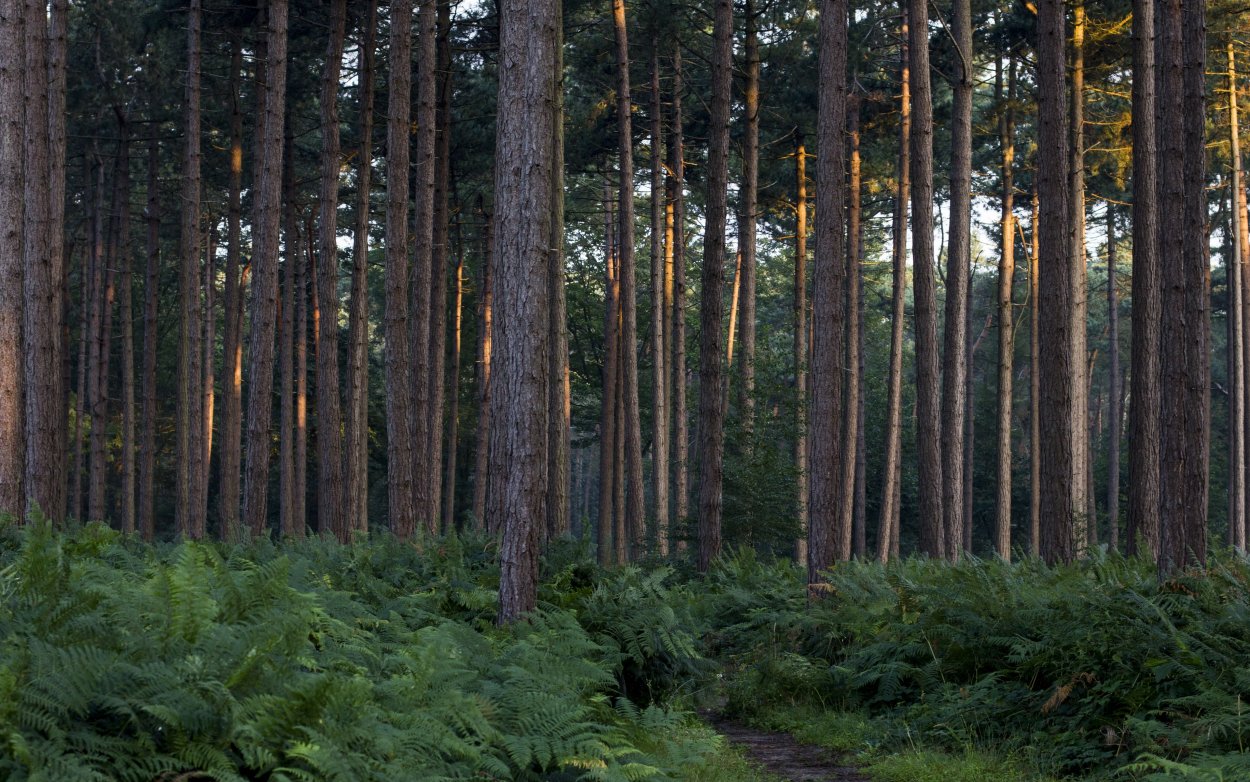 Папоротник в Сосновом лесу
