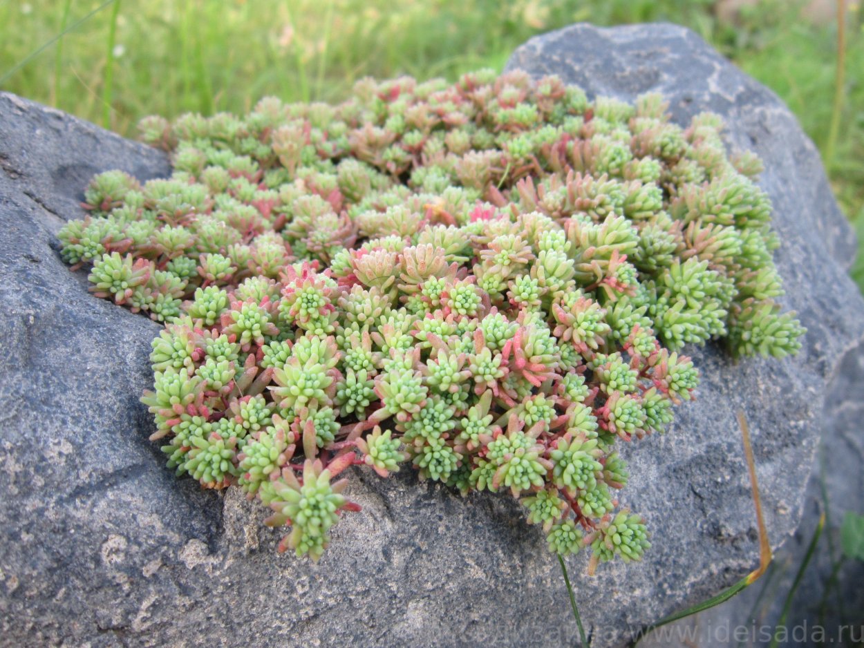 Saxifraga Windscreen