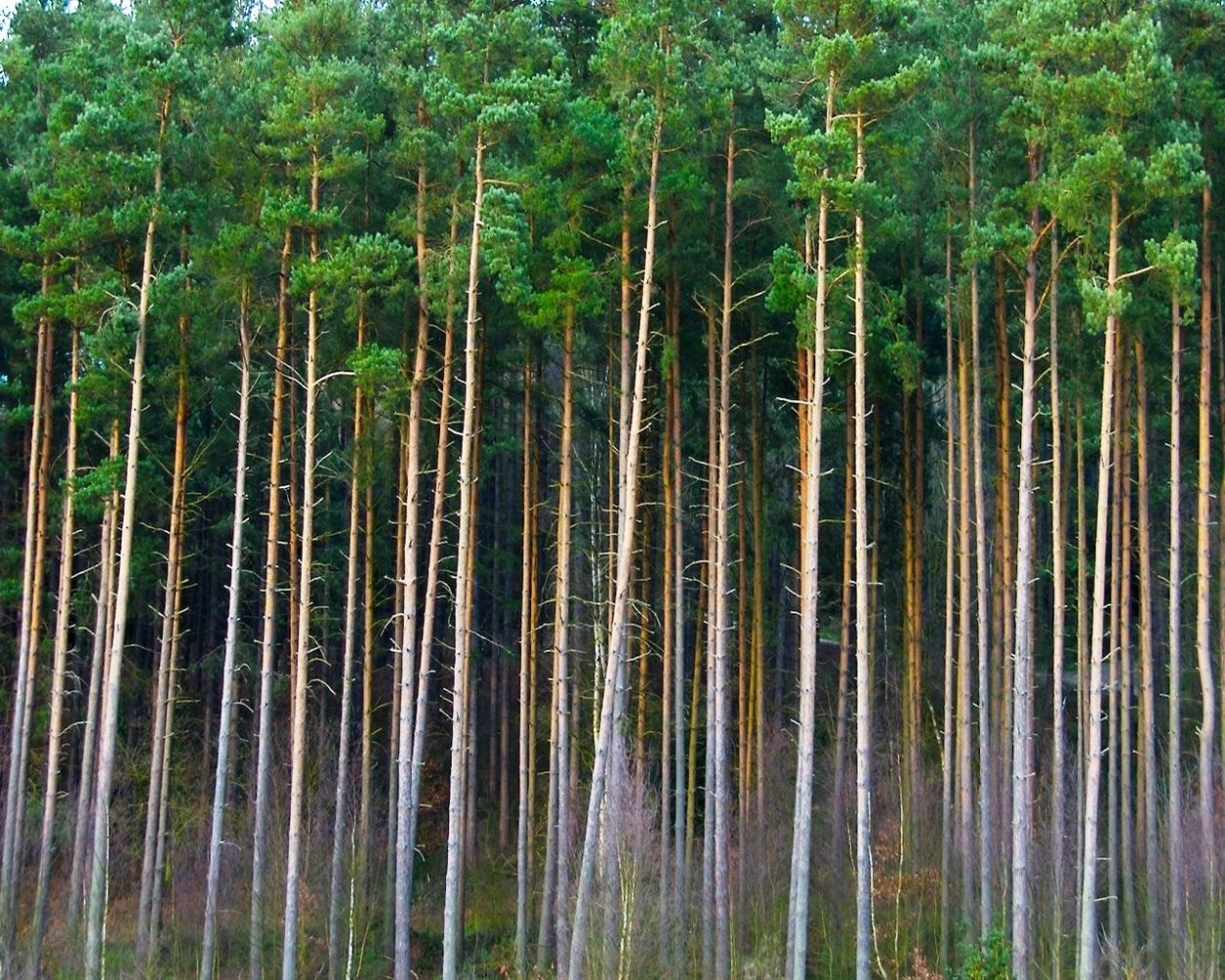 Сосна обыкновенная Лесная