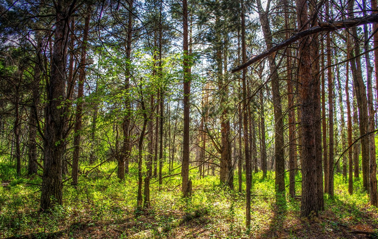 Аткарск Сосновый лес