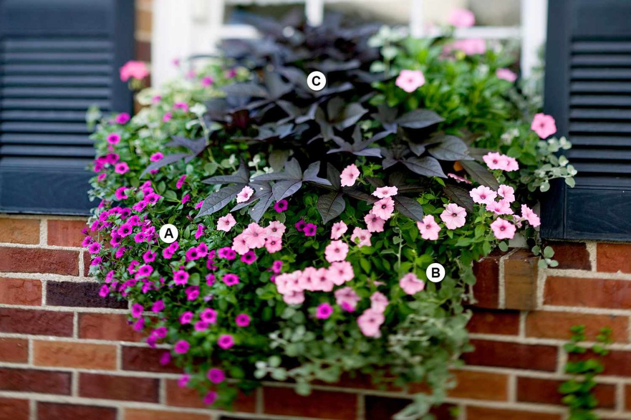 Петуния ампельная ипомея батат