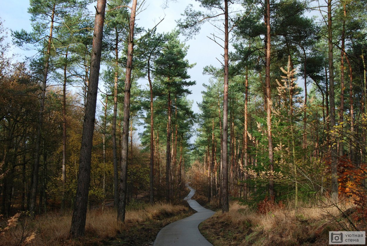 Сосново-еловый Бор «Сычево»