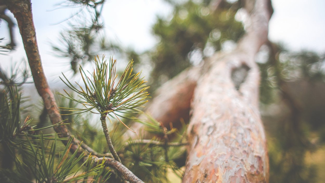 Сосновый Бор сосны пихта