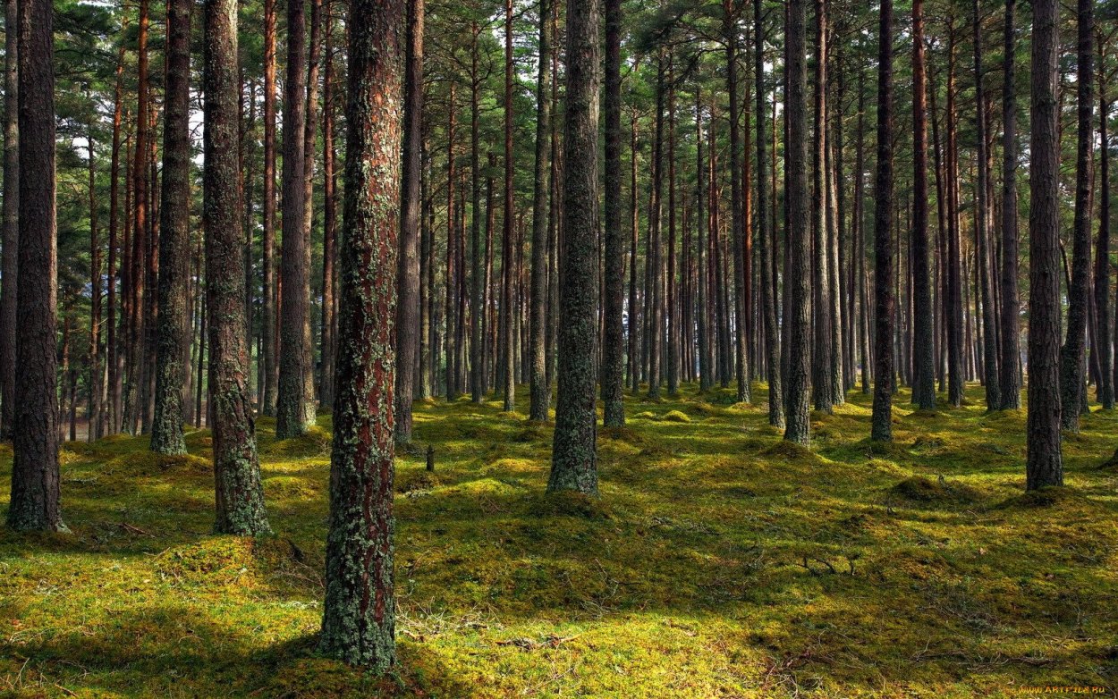 Пихтовый лес Сосновый Бор