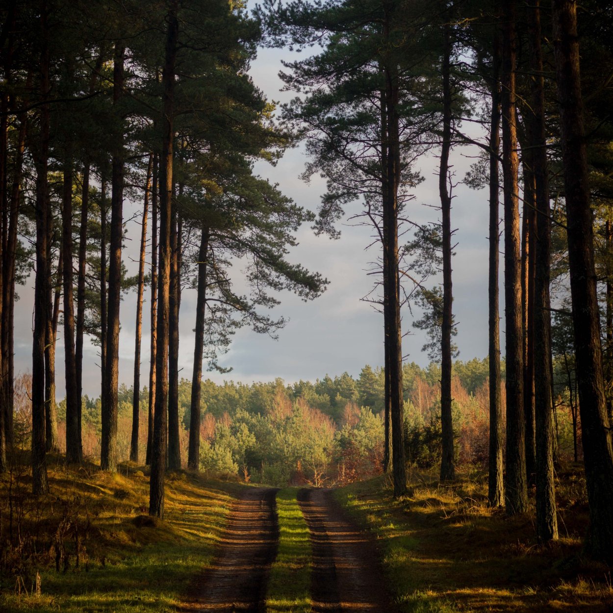 Лесная тропа Соликамский лес