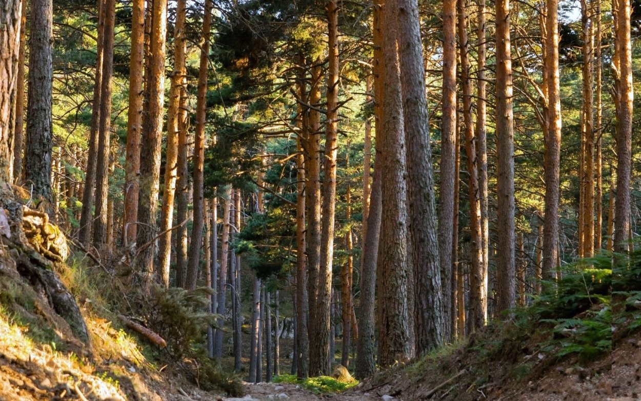 Окурджалар сосны лес