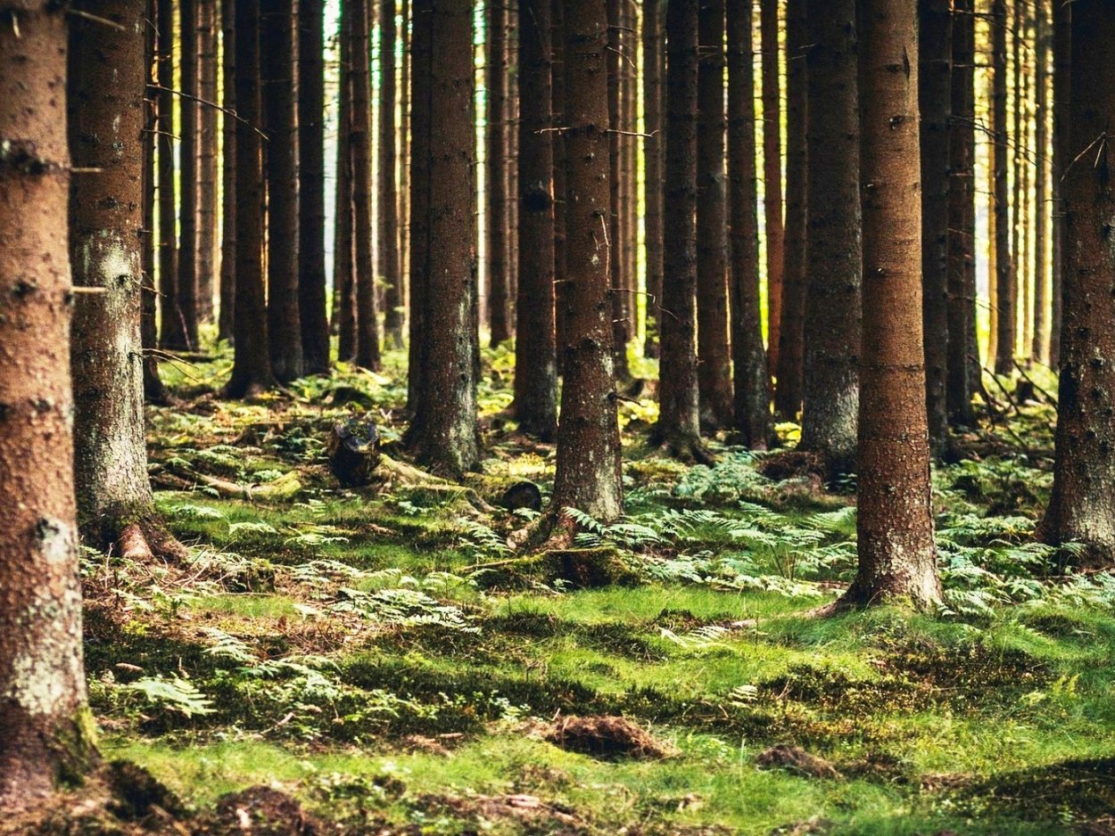 Дикий Сосновый лес