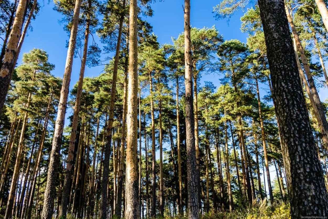 Брянск Сосновый Бор леса