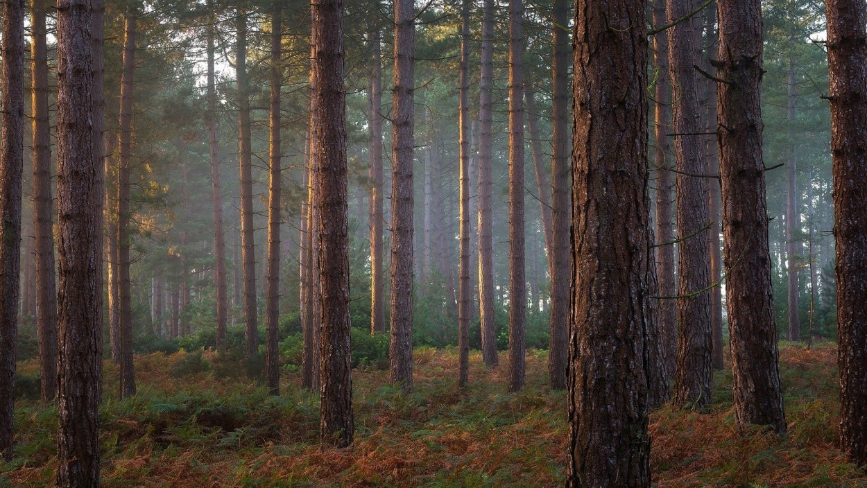 Сосновый Бор и еловый Бор