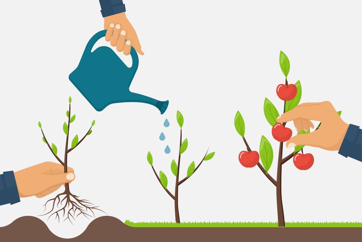 Рост цветка в картинках