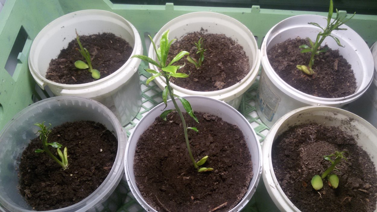 Нектарин из косточки