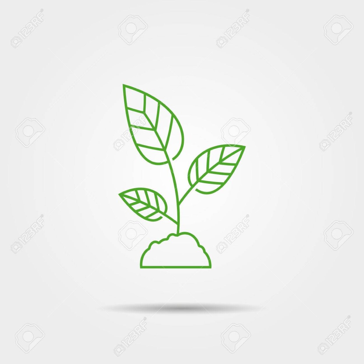 Этапы роста цветка