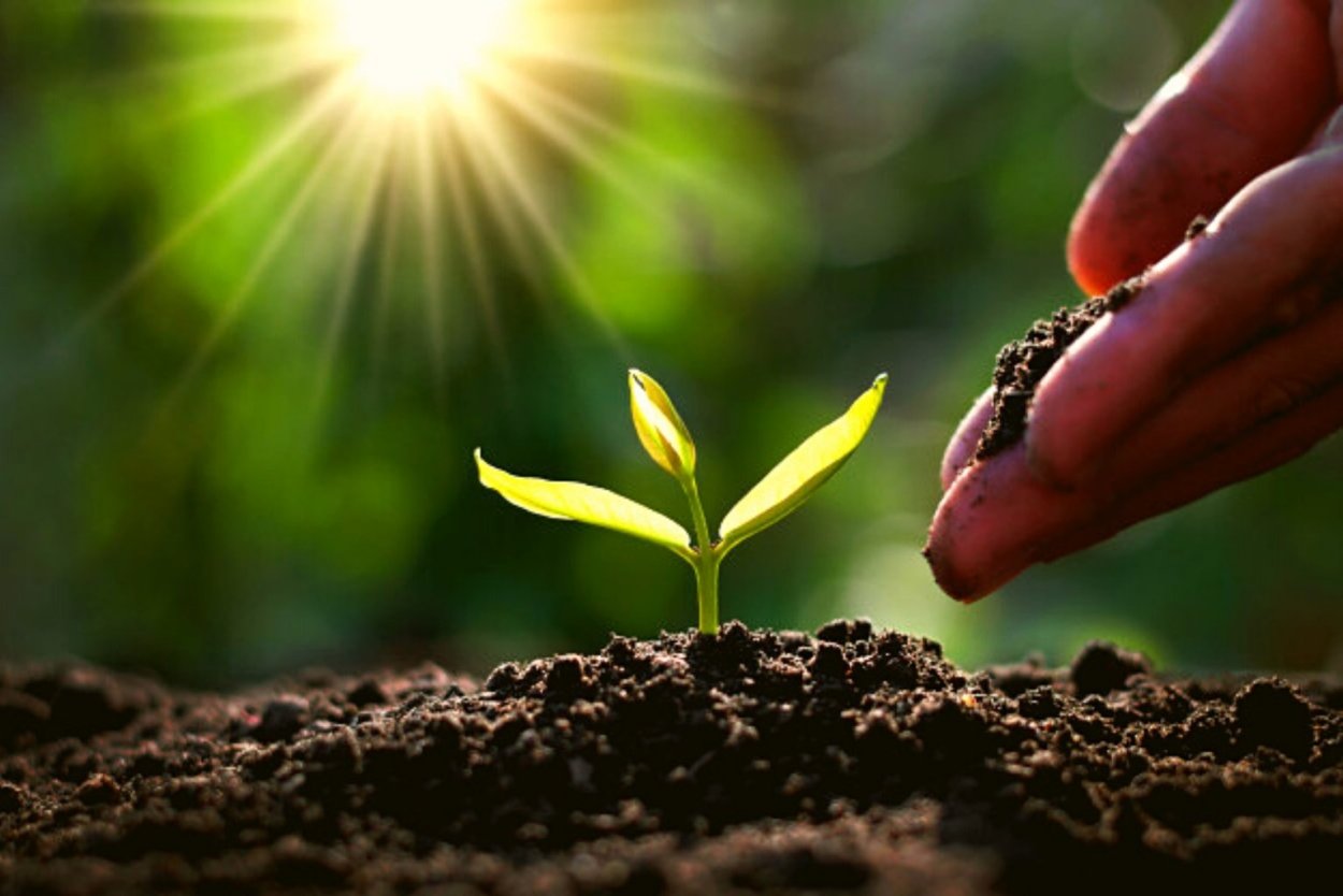 Росток Графика