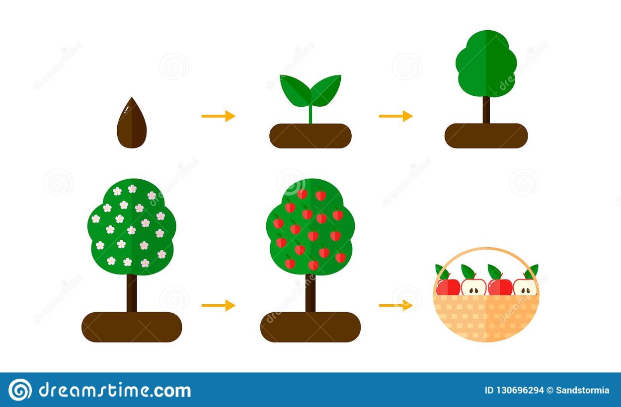 Авокадо дерево
