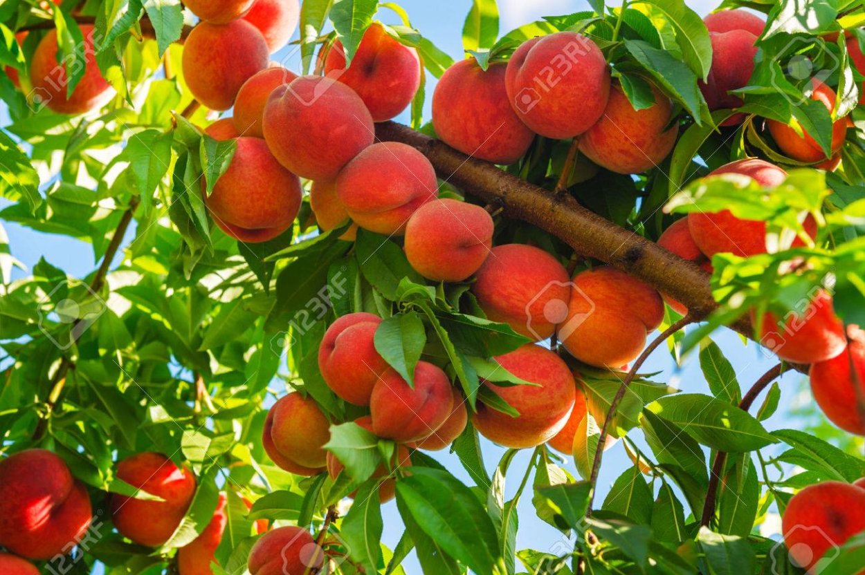 От семечка до дерева