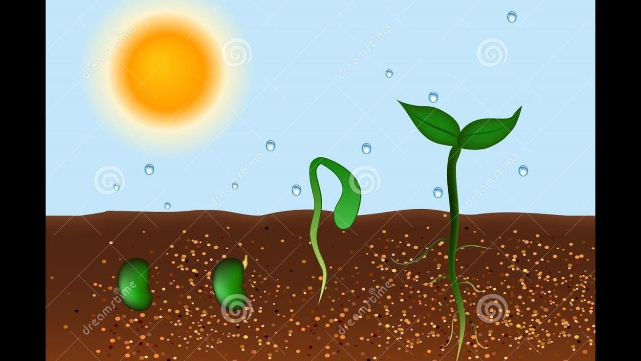 Этапы роста дерева