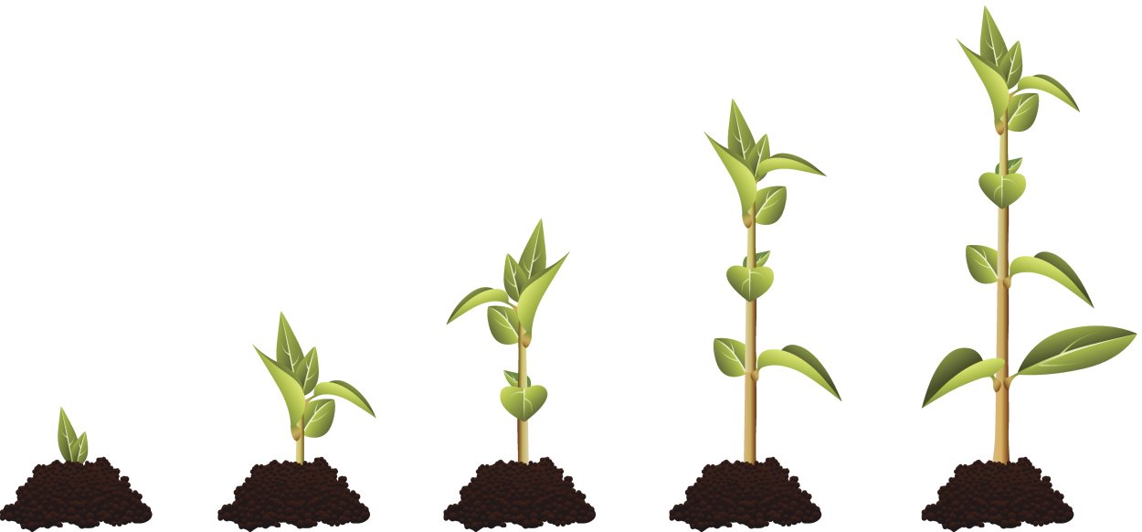 Карликовый нектарин