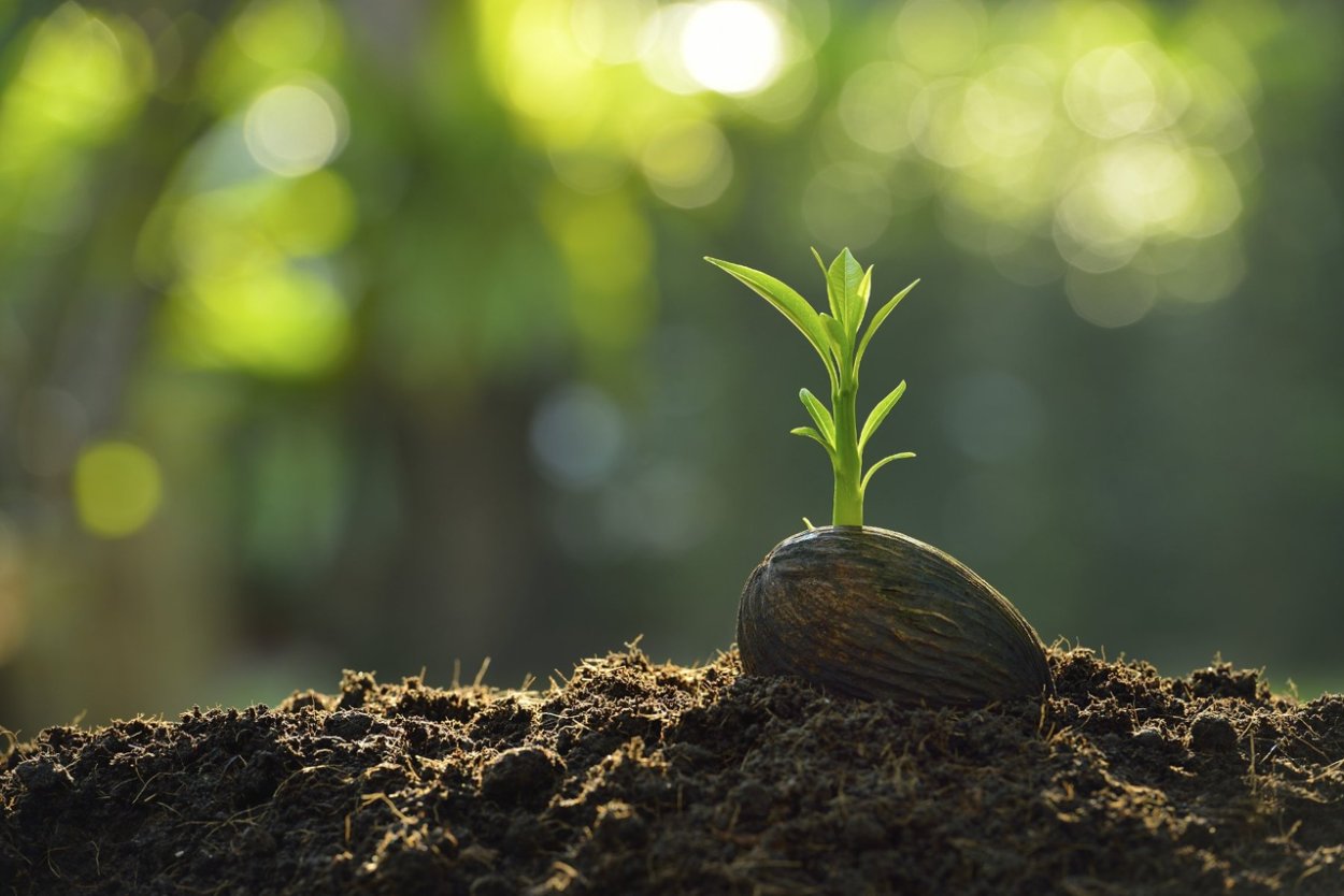 Абрикосы в тарелке