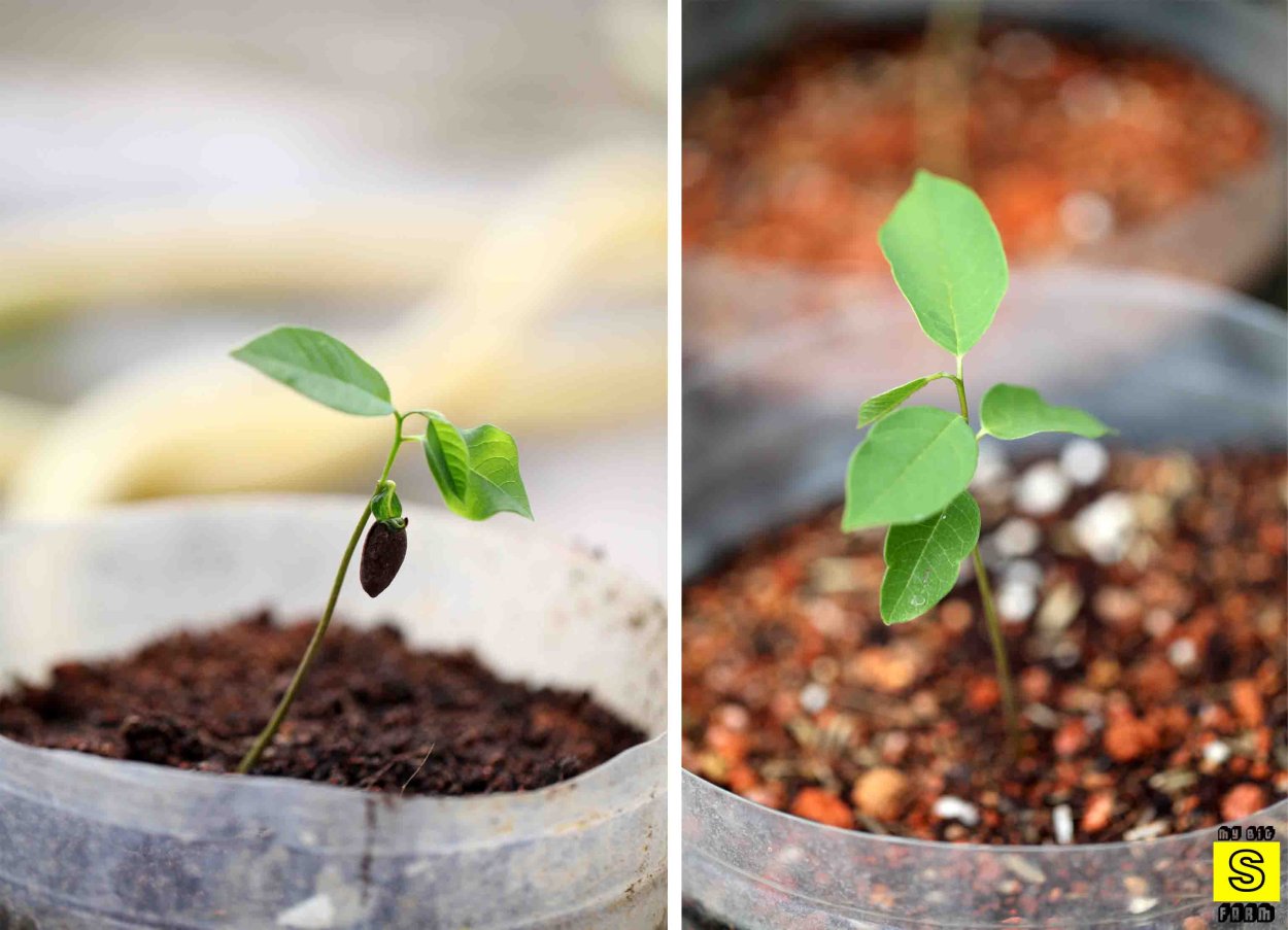 Росток яблони из семечки