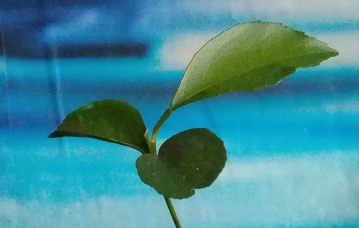 Росток из земли