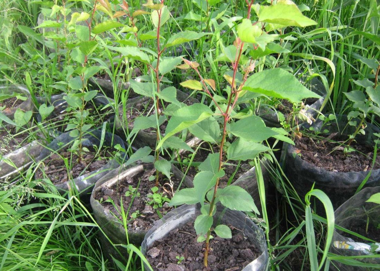 Семена лимона прорастить