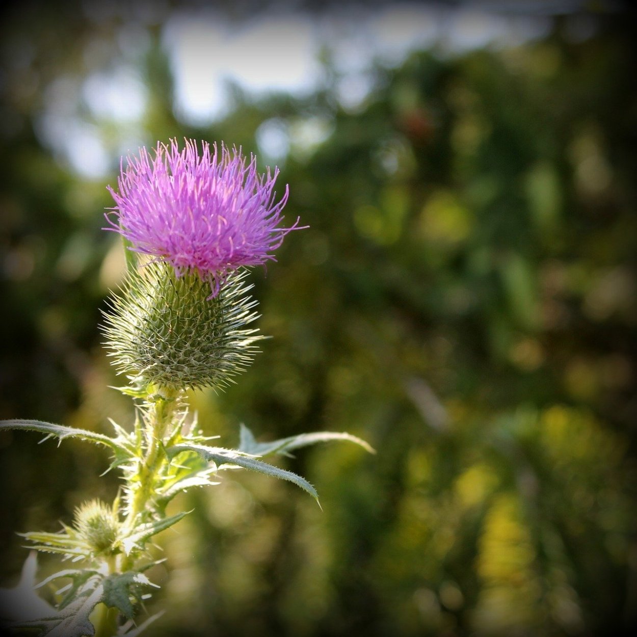 Татарник колючий сорняк