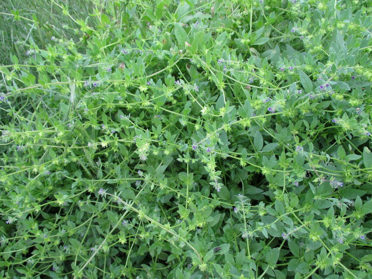 Трава колючая сорная