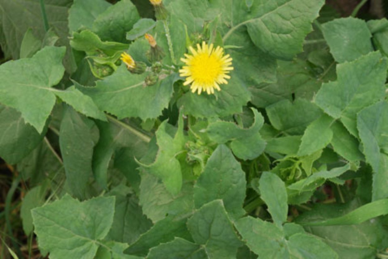 Осот колючий огородный