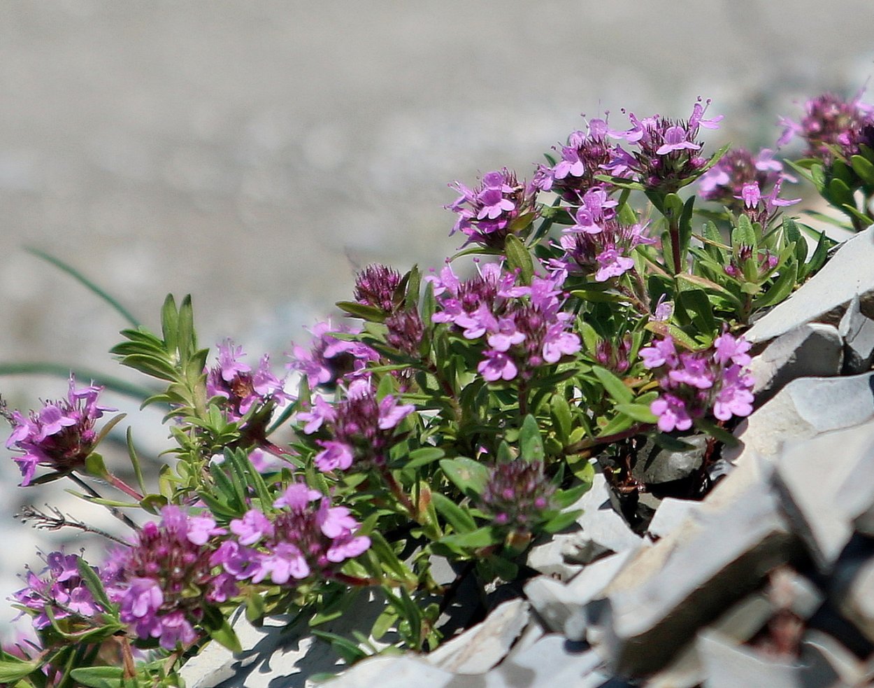 Тимьян ползучий (Thymus serpyllum)