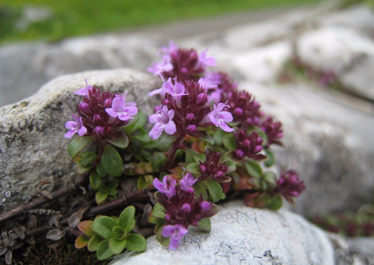 Чабрец (Thymus serpyllum l.)