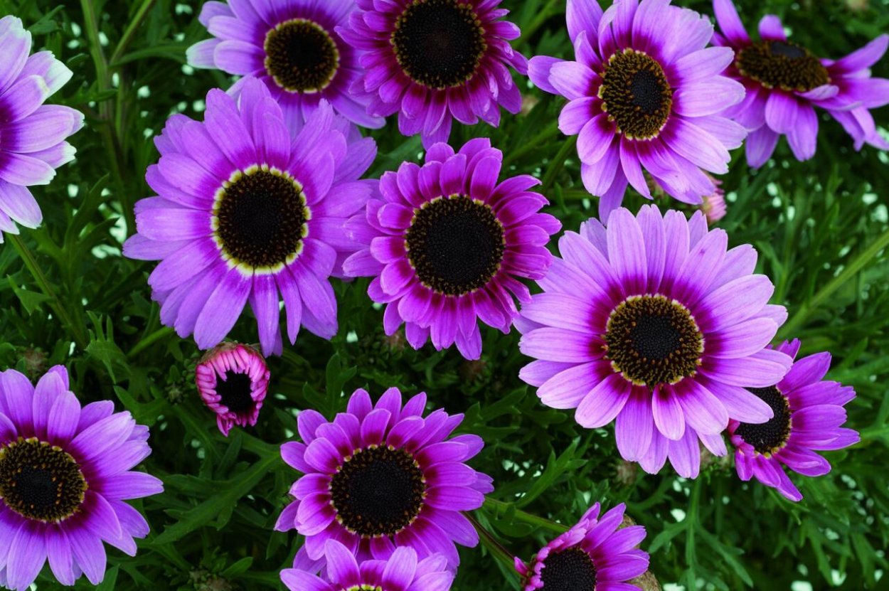 Аргирантемум Grandaisy Pink