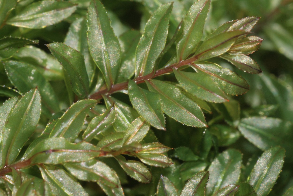 Мниум волнистый мох