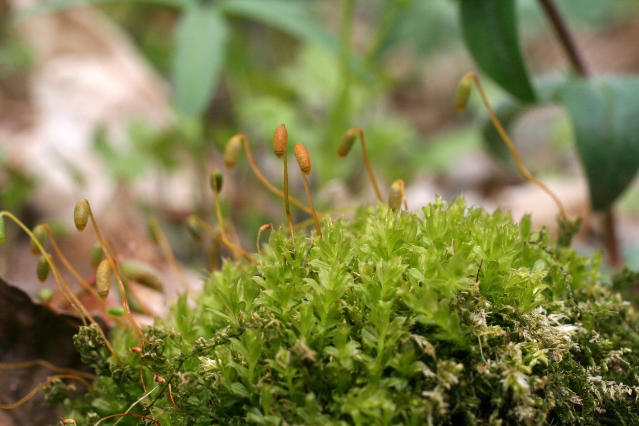 Мниум заостренный