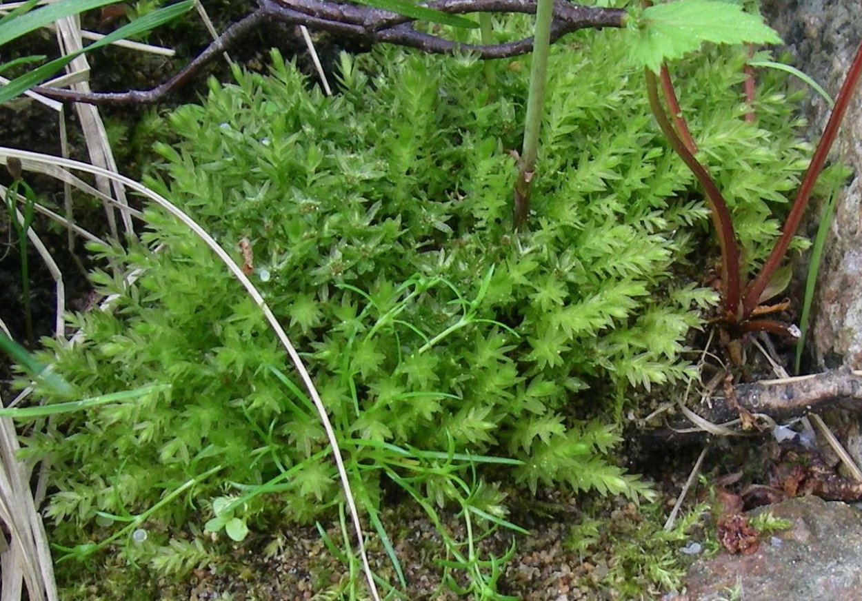 Неккера курчавая мох