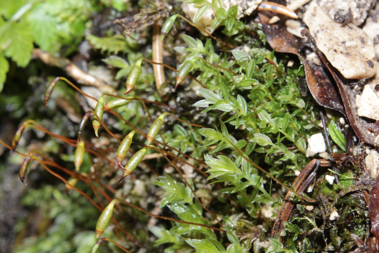 Мниум морщинистый