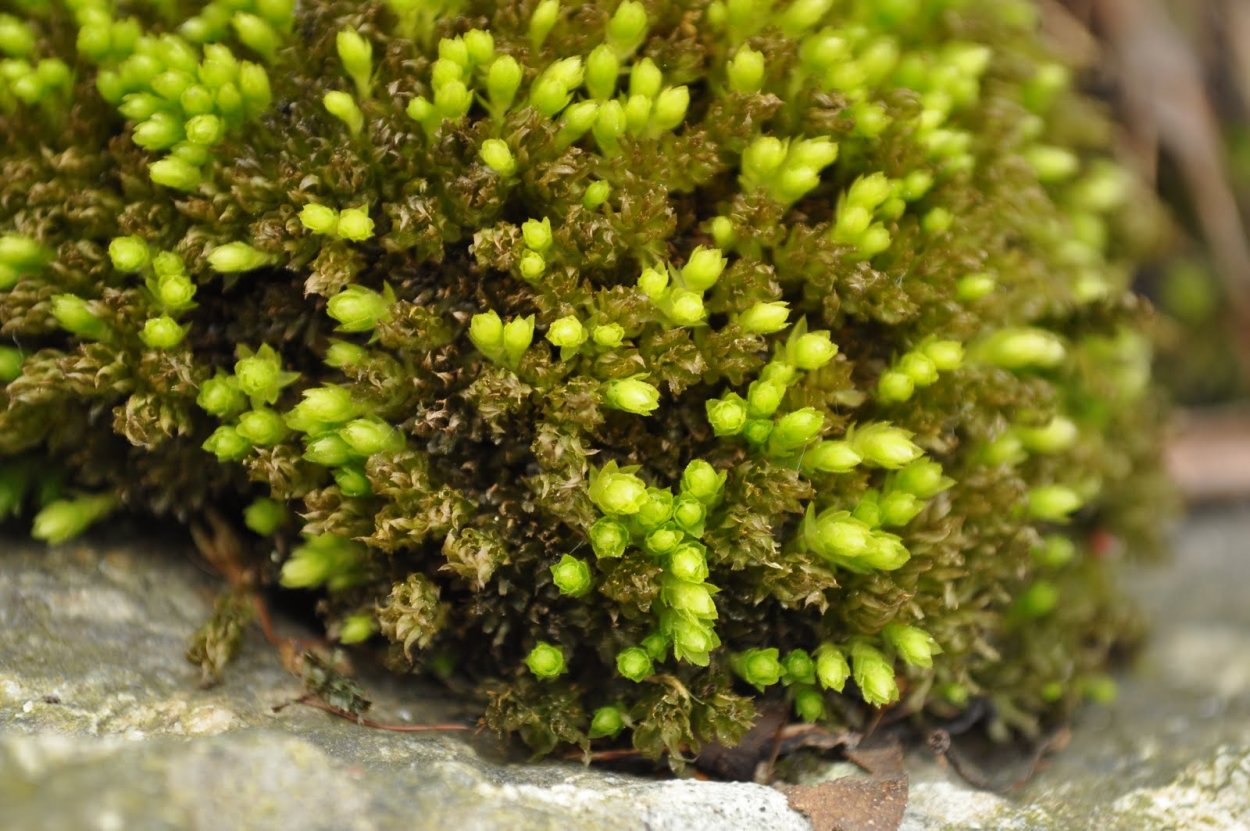 Родобриум мох