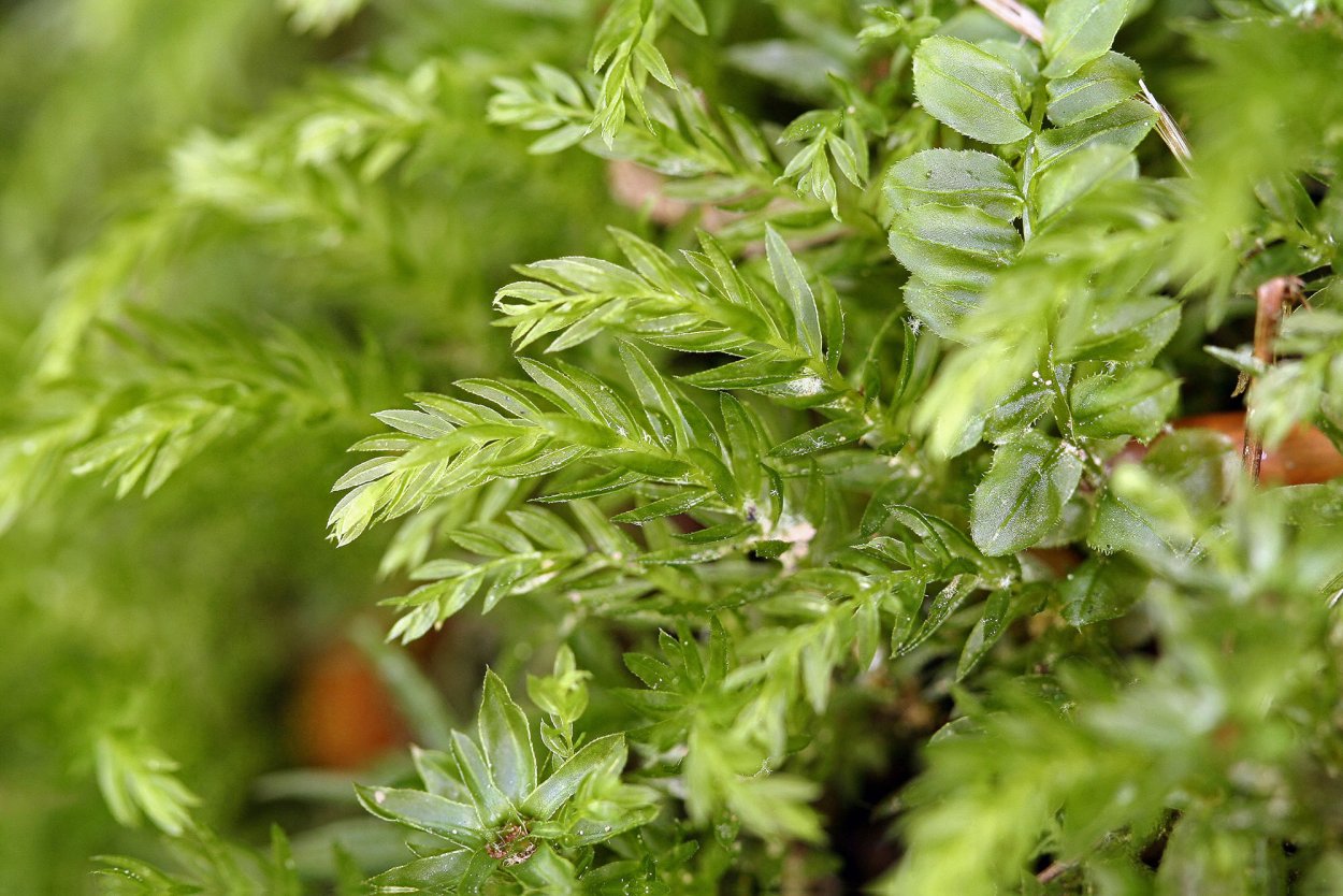 Plagiomnium cuspidatum