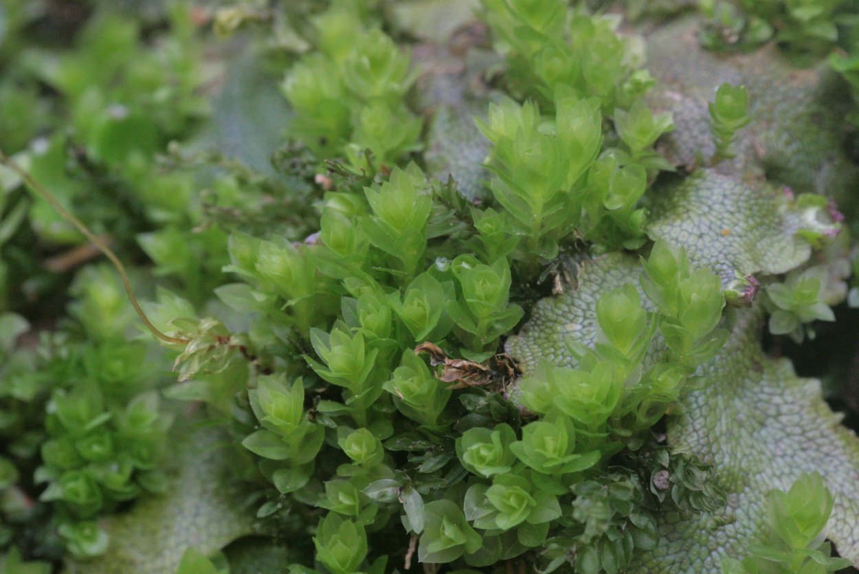 Mnium cuspidatum