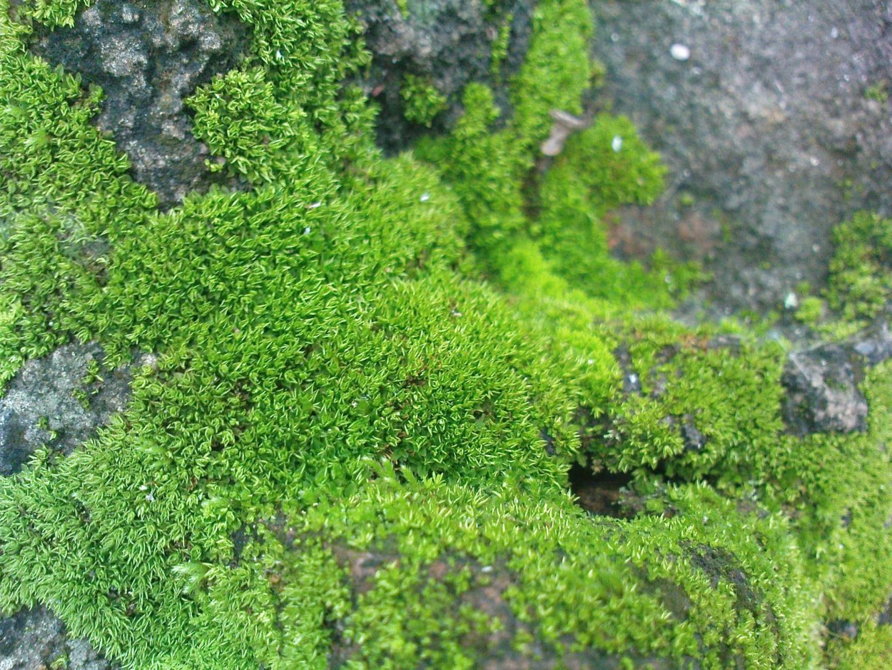 Плагиомниум волнистый