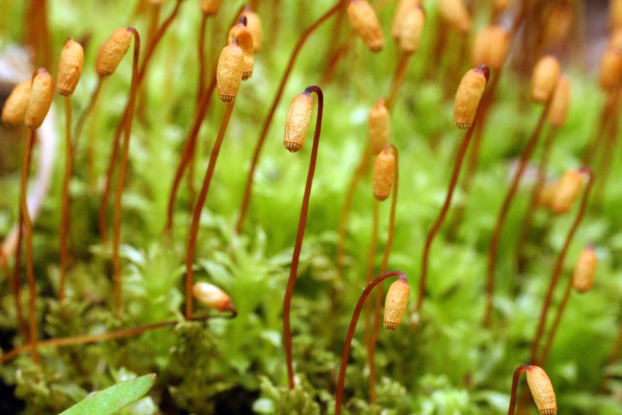 Мниум звездчатый