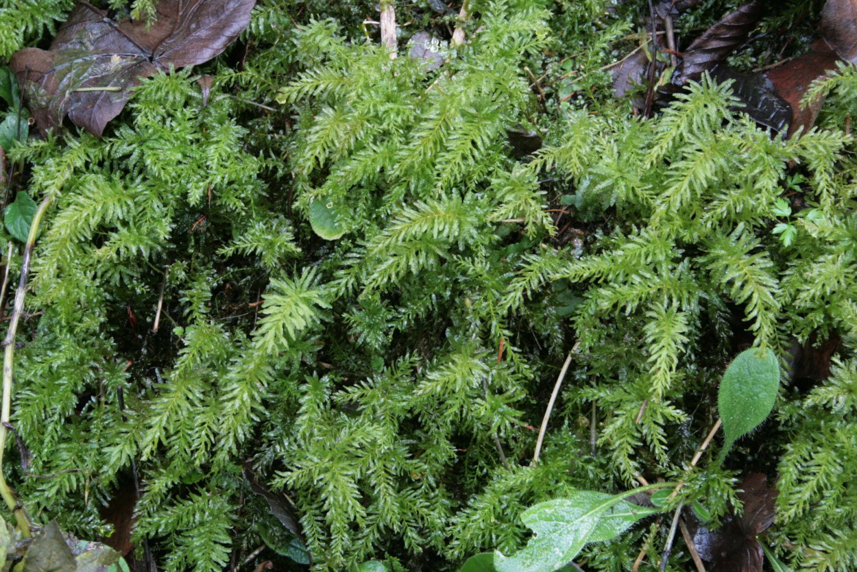 Мниум размножение