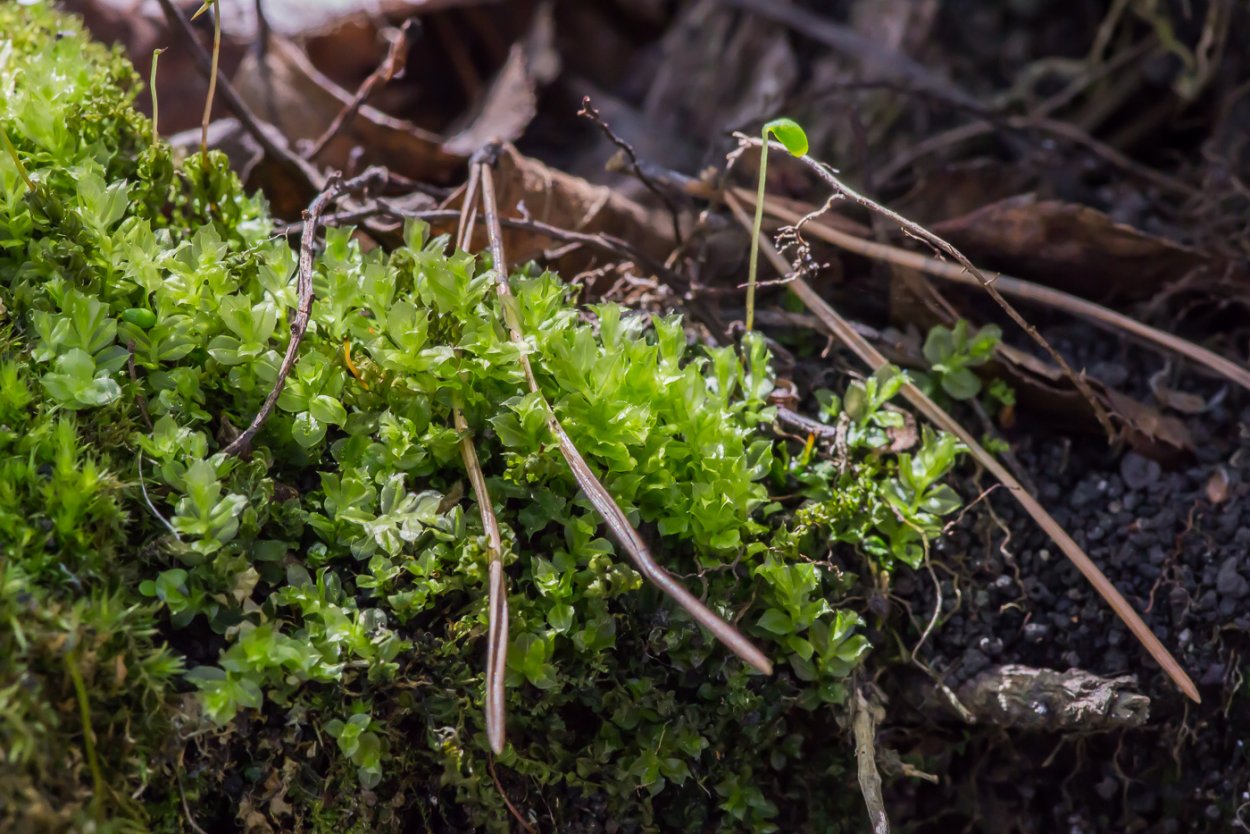 Мниум годовалый