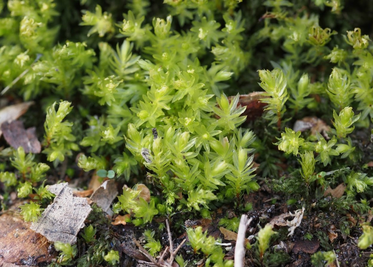 Мниум точечный мох