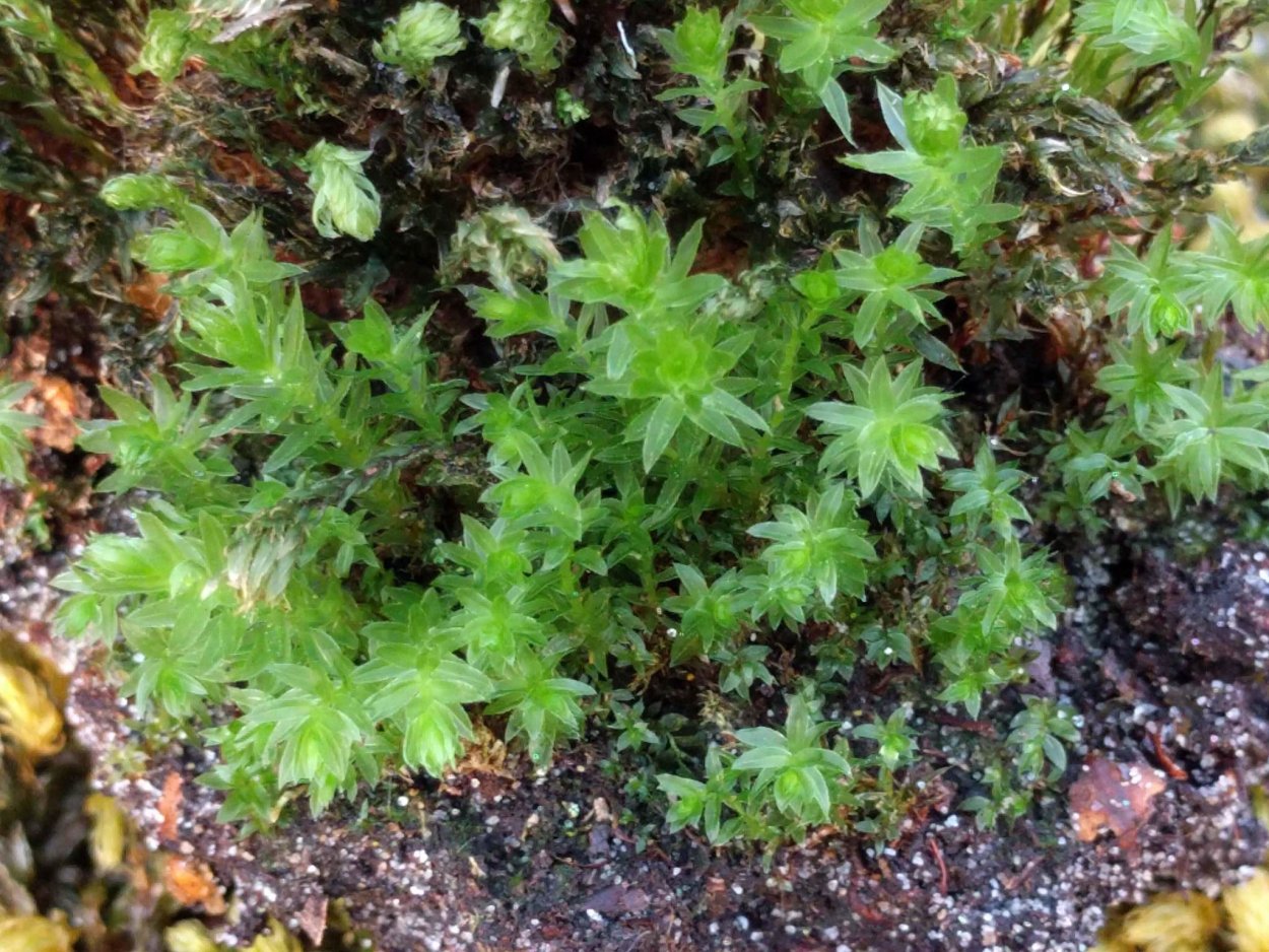 Mnium cuspidatum